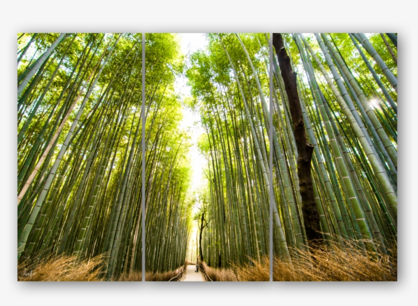 Triptych Template2 - Bamboo, transparent png download
