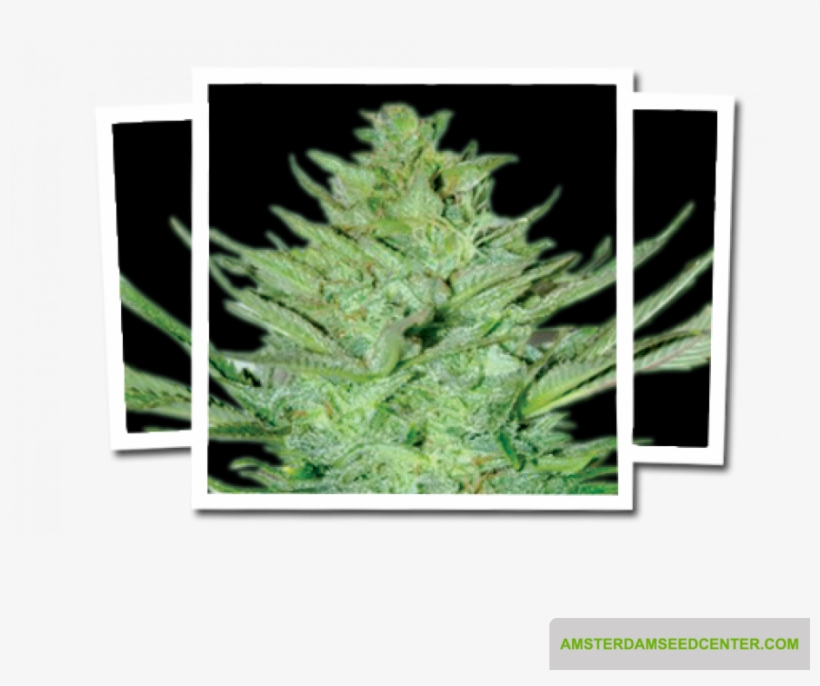 Headlights Kush Auto - Emerald Triangle Seeds Lemon Haze Auto, transparent png download