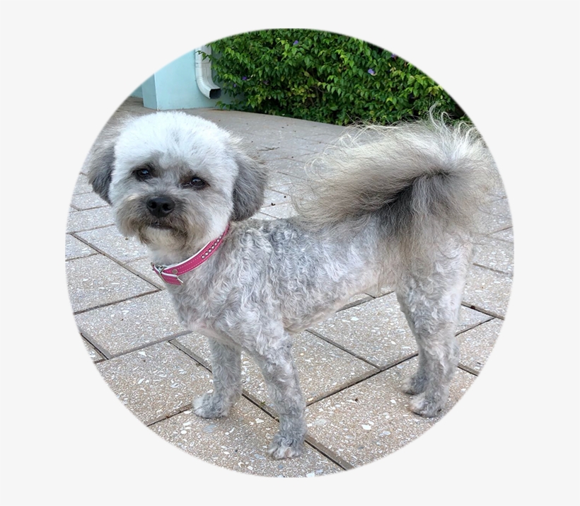 635px Circle Rosie - Companion Dog, transparent png download