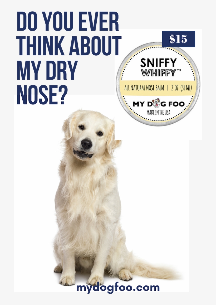 It's Never To Late To Start Taking Care Of Your Dog's - Next Level Dance Academy, transparent png download