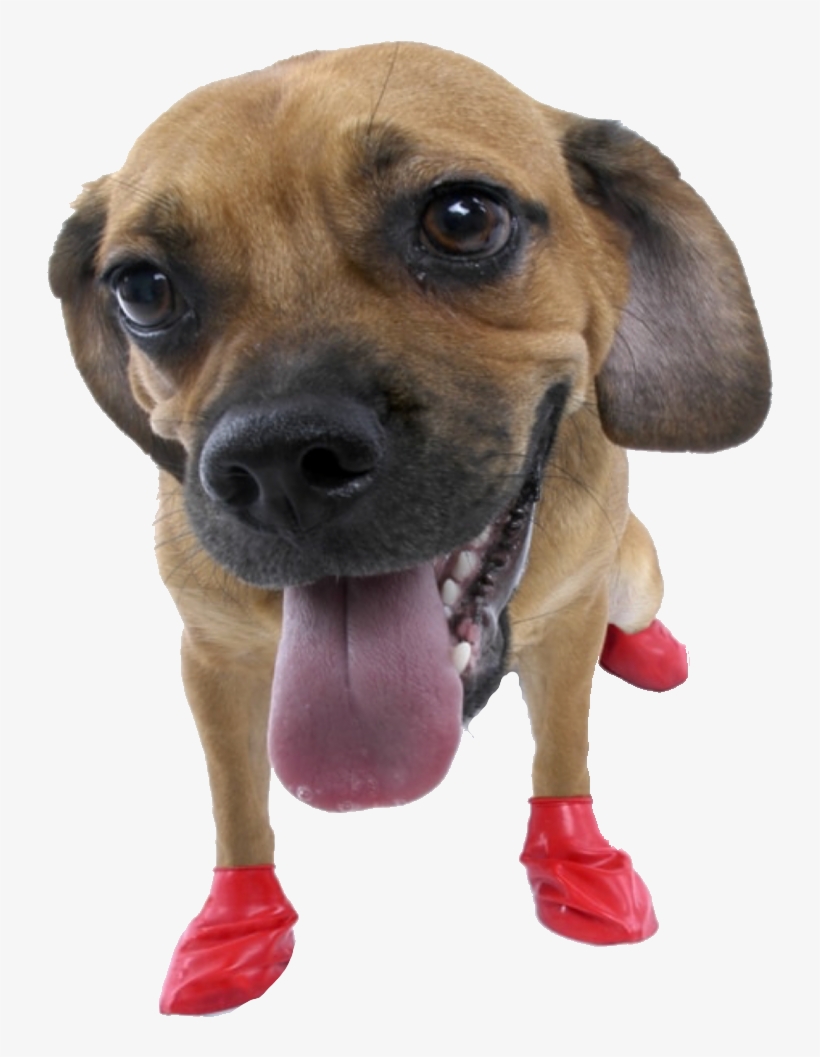 Dog Sticker - Rubber Boots For Dogs, transparent png download