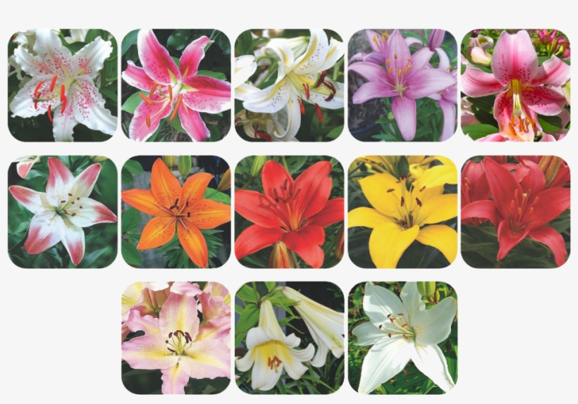 Lily Collage - Stargazer Lily, transparent png download