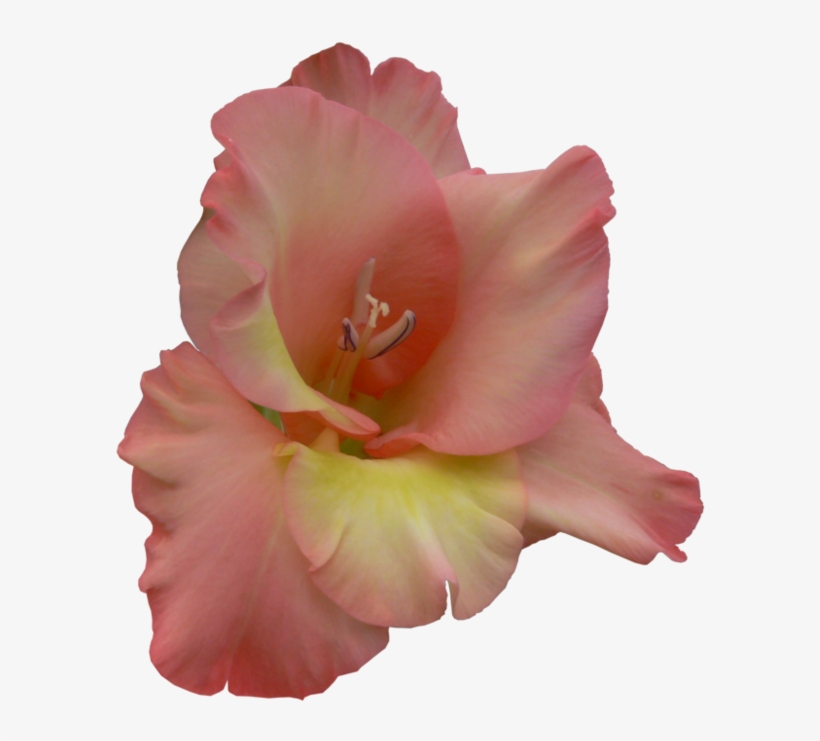 Orange Gladiolus - Lily, transparent png download