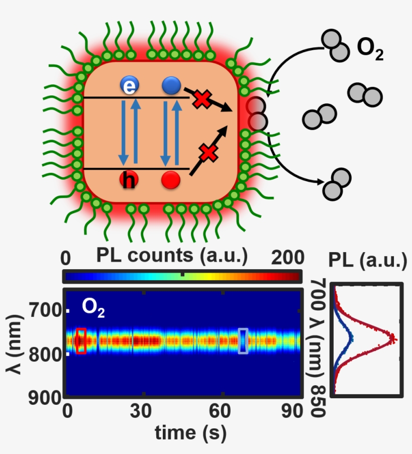 A Mechanistic Study Of Single-particle Photoluminescence - Circle, transparent png download