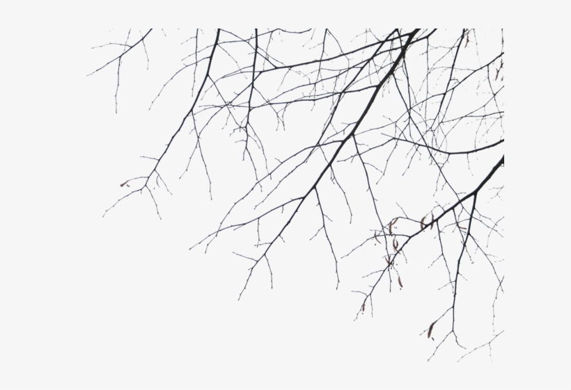 Tree-016 - Branches, transparent png download
