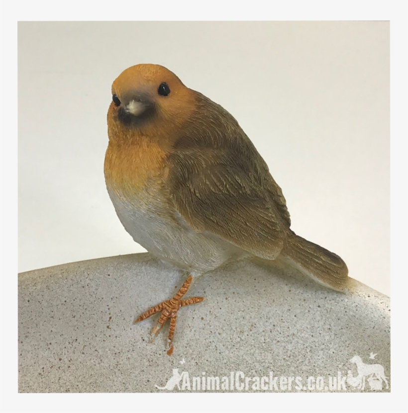 Robin Bird Bath/feeder - European Robin, transparent png download