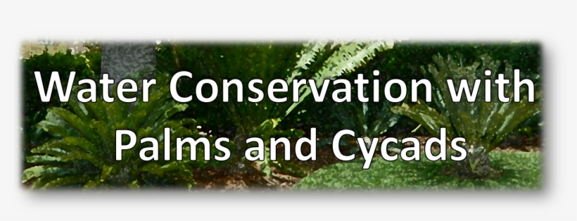 Thuya, transparent png download