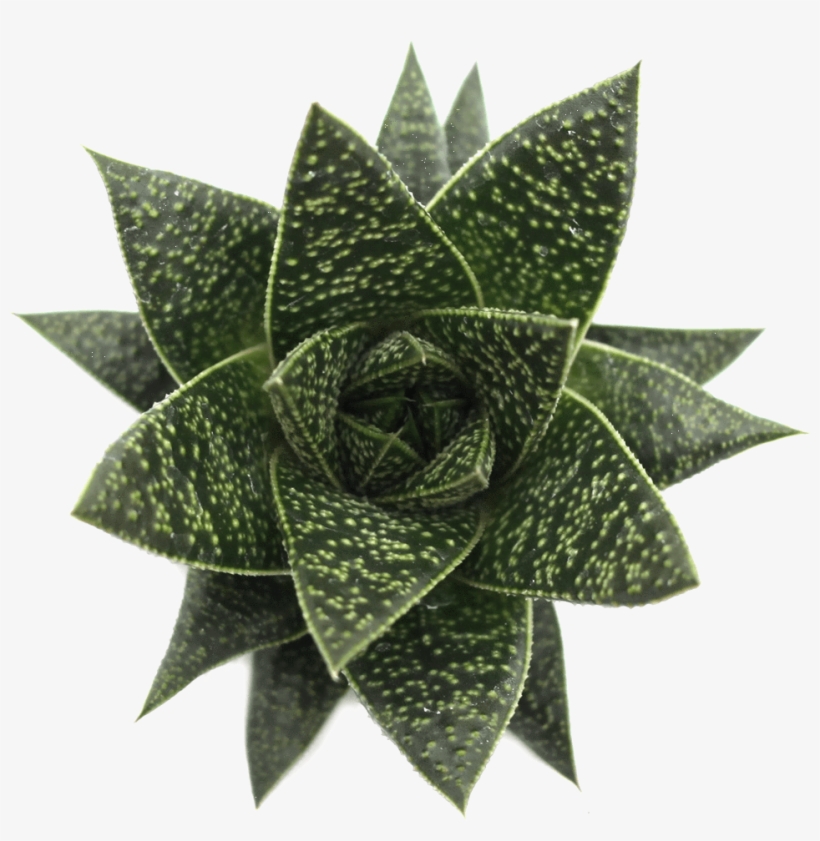 Stonecrop Family, transparent png download