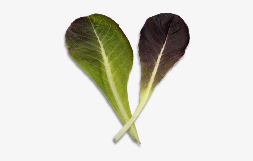 Baby Romaine - Chard, transparent png download