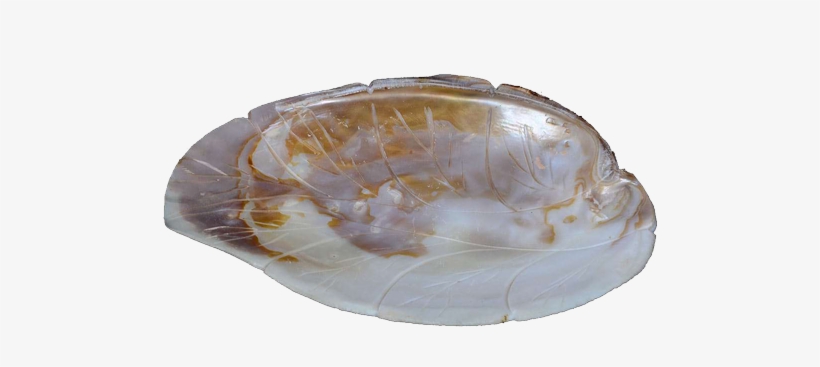 Sea Shell Leaf Shaped Designer Platter - Fountain, transparent png download