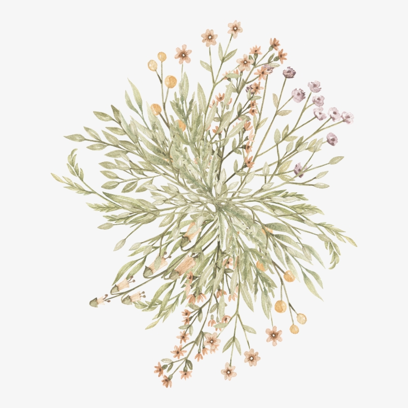 Flower Illustration - Grevillea 'moonlight', transparent png download