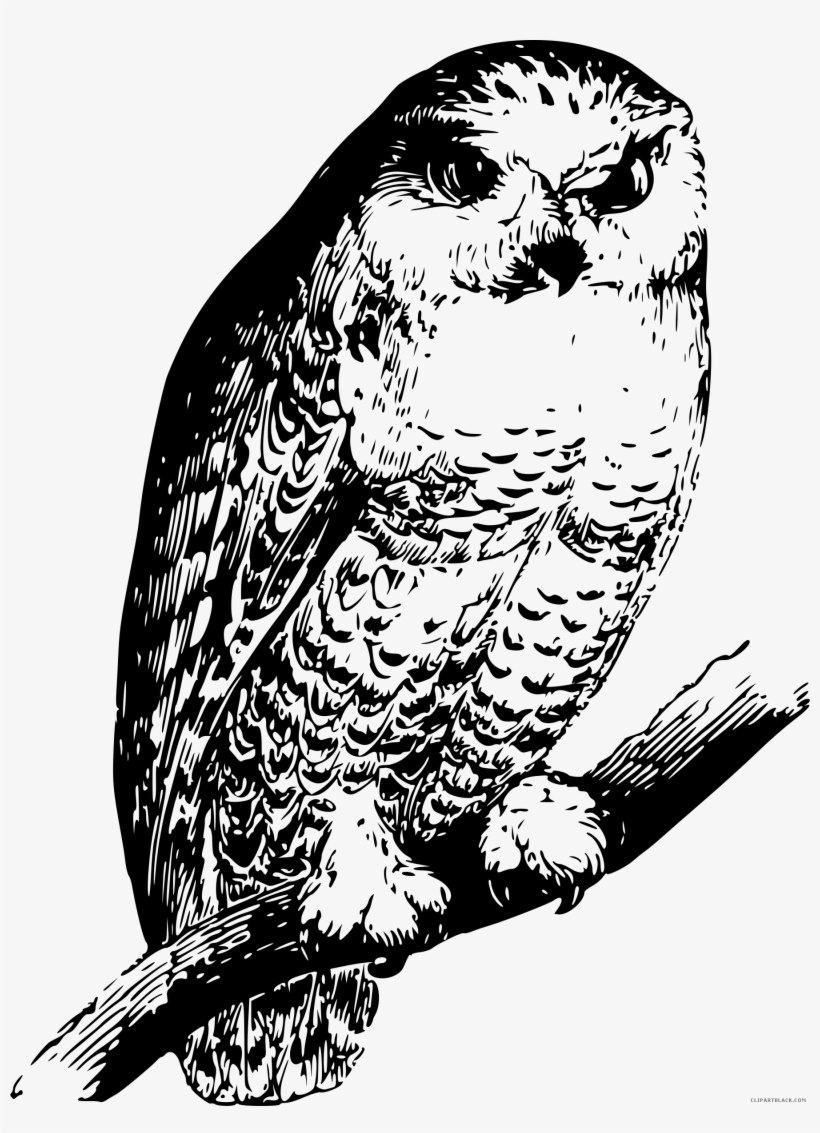 Black And White Owl Clipart - Screech Owl, transparent png download