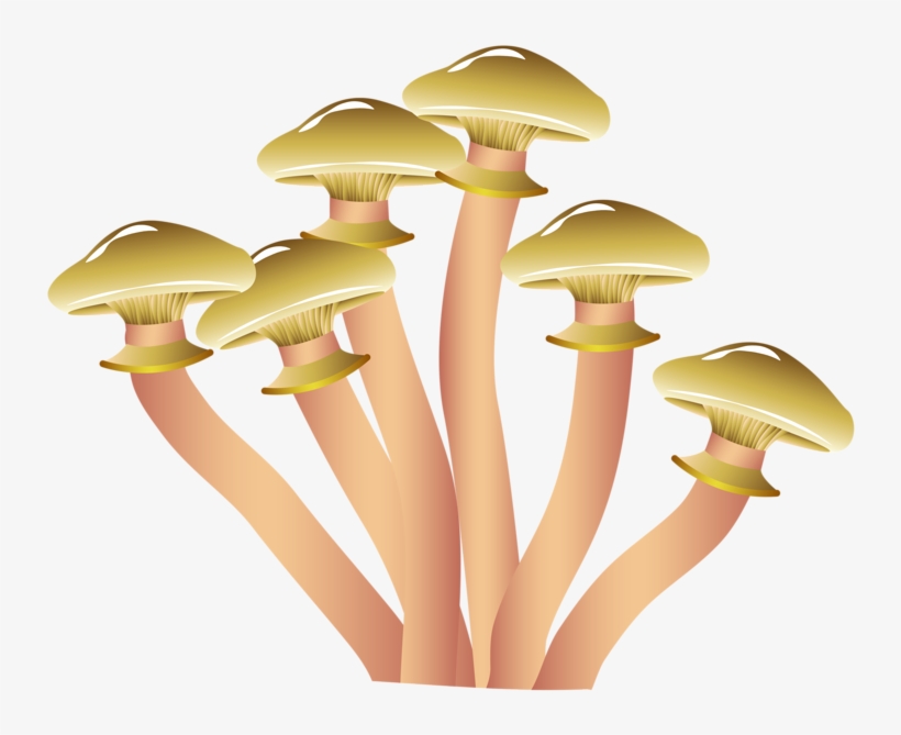 800 X 620 2 - Popular Mushrooms, transparent png download