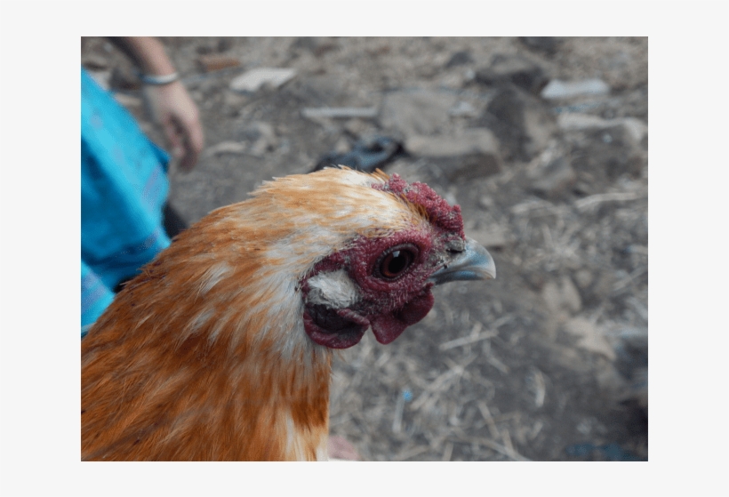 Rooster, transparent png download