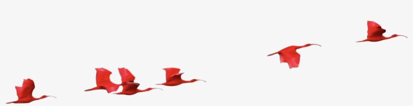 Garden Roses, transparent png download