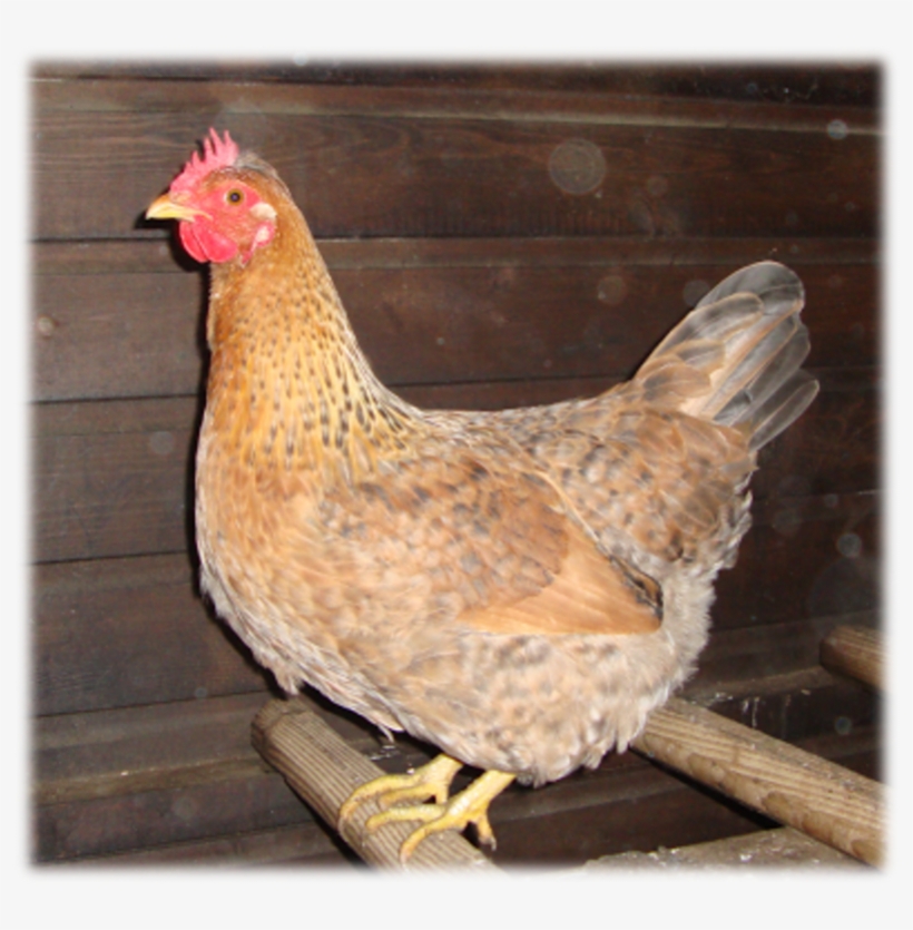 Rooster, transparent png download