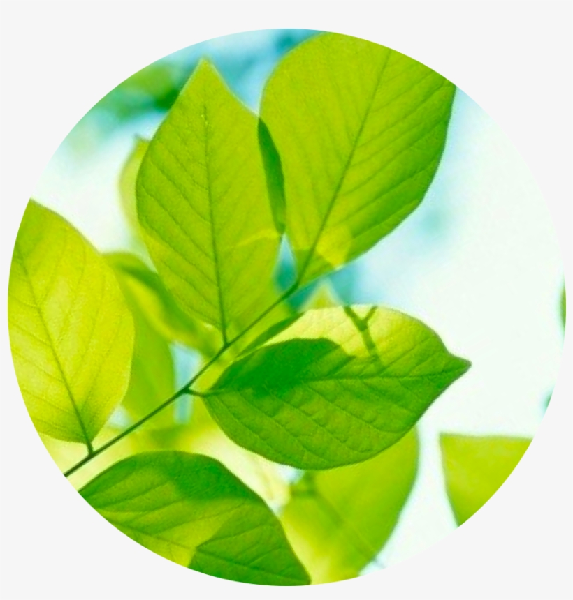 Dow Chemical Company - Sweet Birch, transparent png download