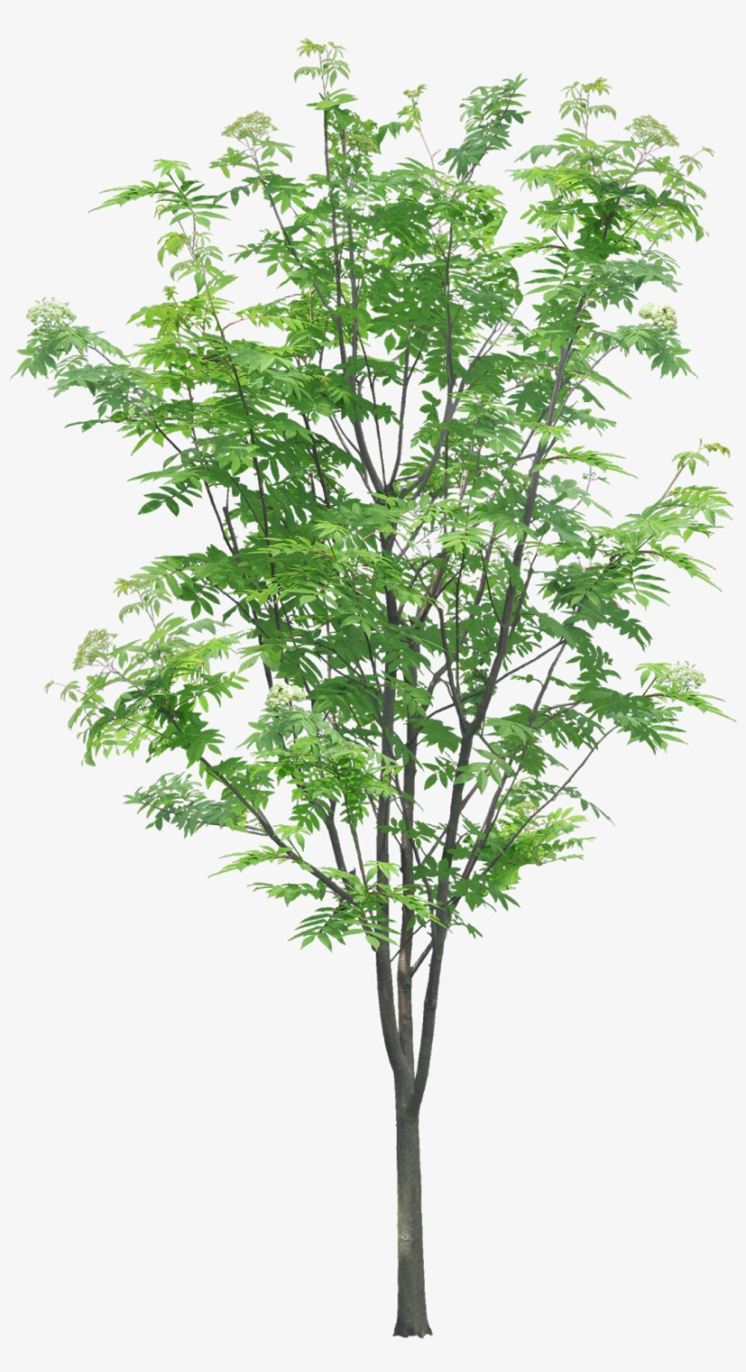 #tree #branches #leaves #palm Tree #autumn Tree #tree - Np2f Alfortville, transparent png download