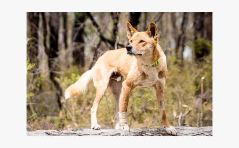 Donate To Petrescue - Swift Fox, transparent png download