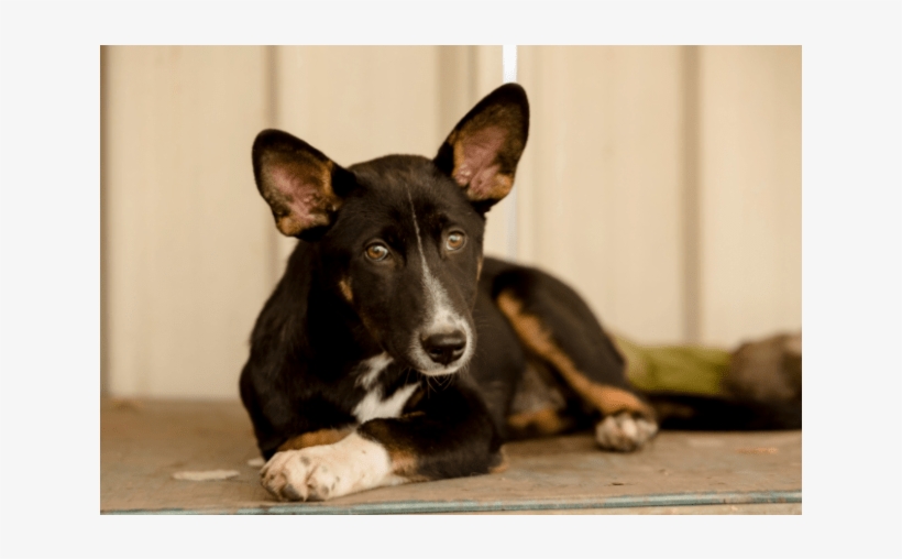 Photo Of Amber - Companion Dog, transparent png download