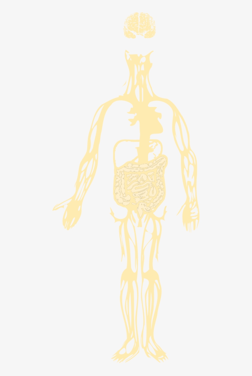 Gut Brain Axis - Illustration, transparent png download