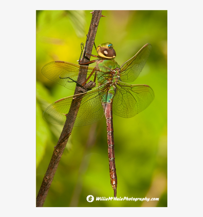 Willie Mchale Darners - Damselfly, transparent png download