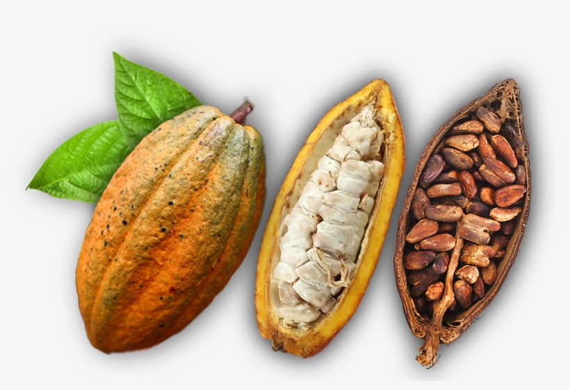 Date Palm, transparent png download