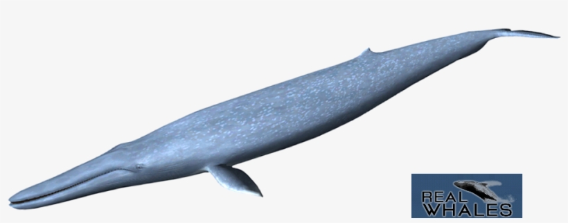 Blue Whale Png - Blue Whale, transparent png download