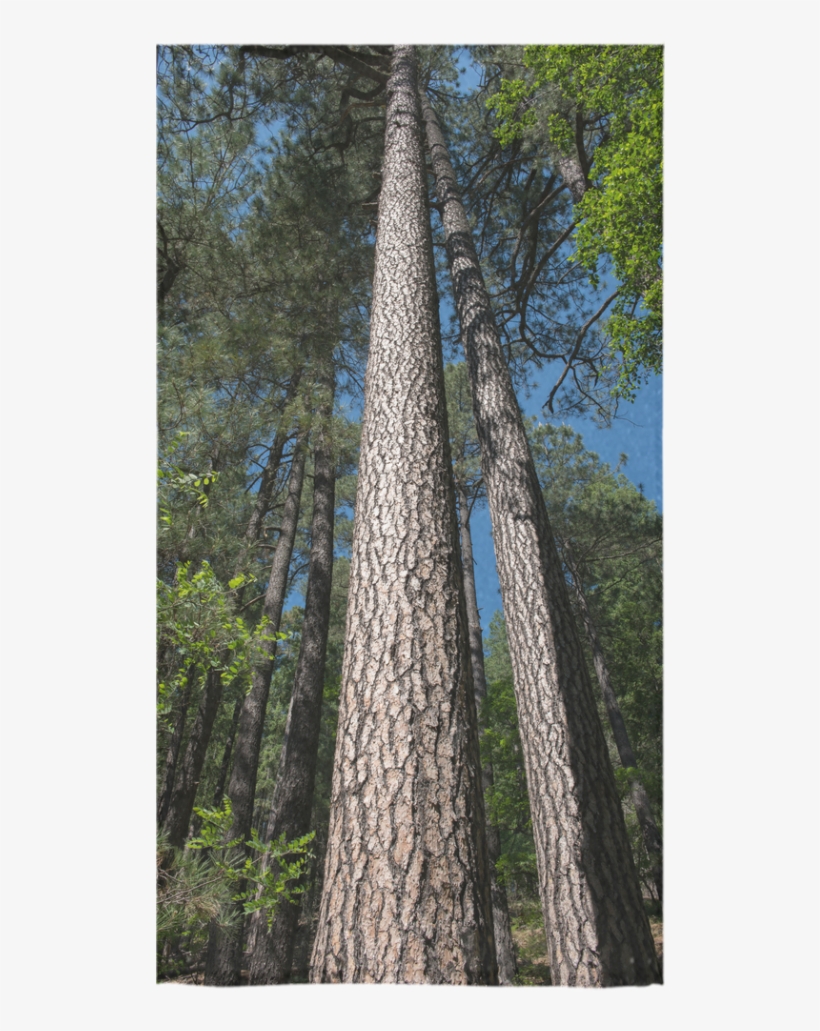Redwood, transparent png download