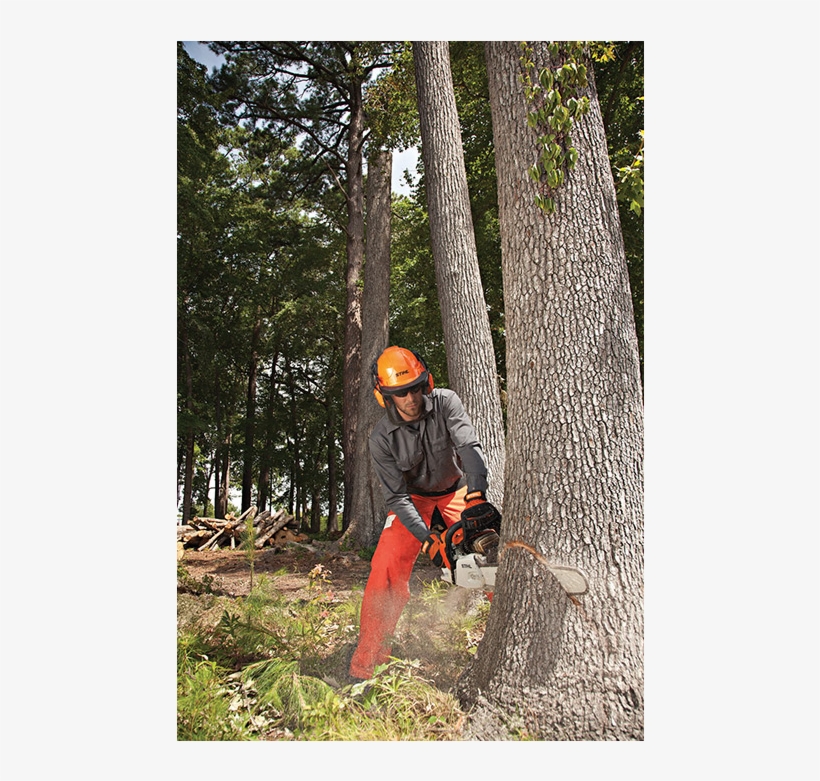 2019 Stihl Ms 880 Magnum In Greenville, North Carolina - Stihl Chainsaw Cutting Down Tree, transparent png download