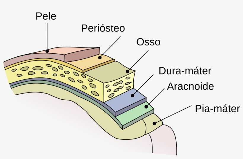 Layers Of Brain Tissue, transparent png download