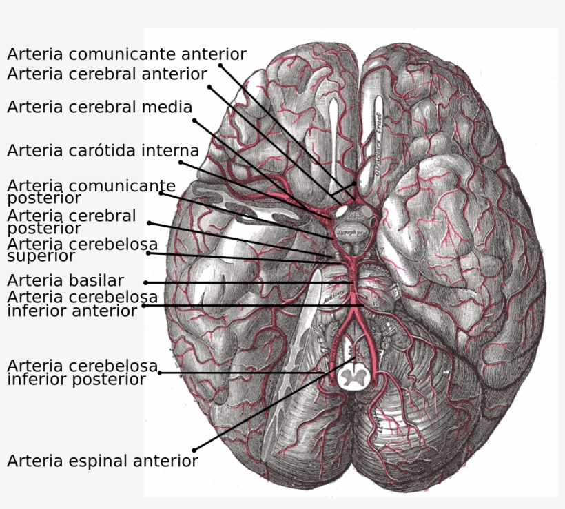 Arterias Centrales Posteromediales, transparent png download