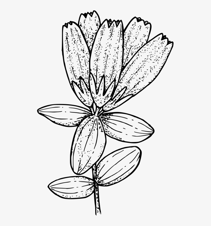 Oregon Clipart Free For Download - Plantas De La Tundra Para Dibujar, transparent png download