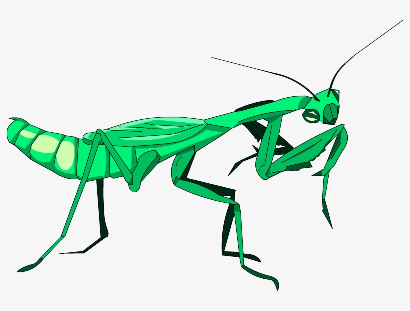Below Is A Rendering Of The Page Up To The First Error - Mantidae, transparent png download