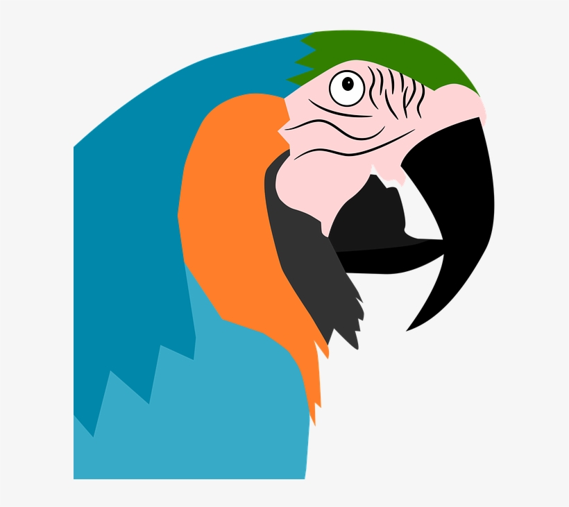 Parrot Clipart Wild Bird - Illustration, transparent png download