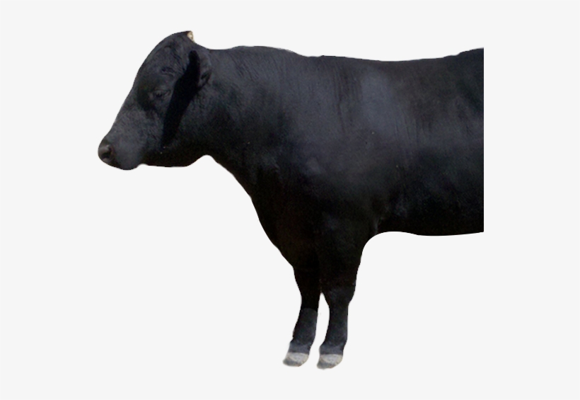 100% Natural - Cattle, transparent png download
