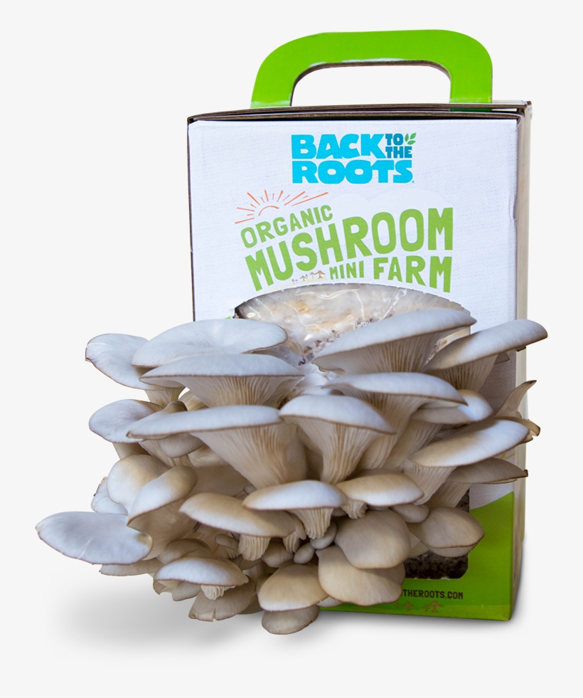 Organic Mushroom Farm - Oyster Mushroom, transparent png download