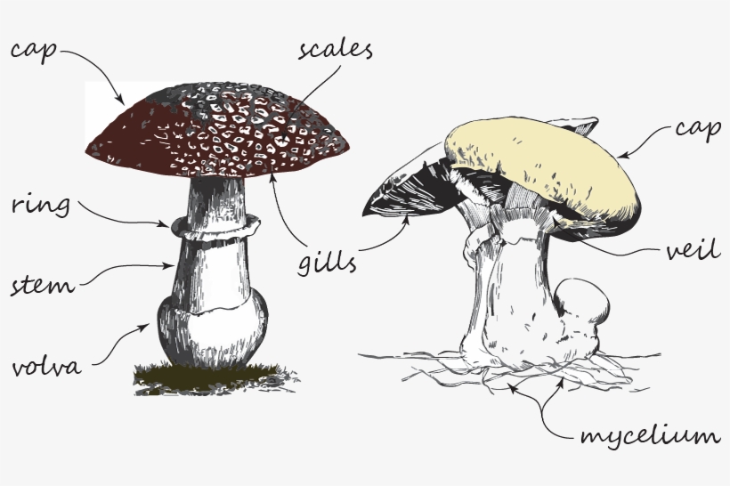 How Can You Identify A Mushroom - Shiitake, transparent png download