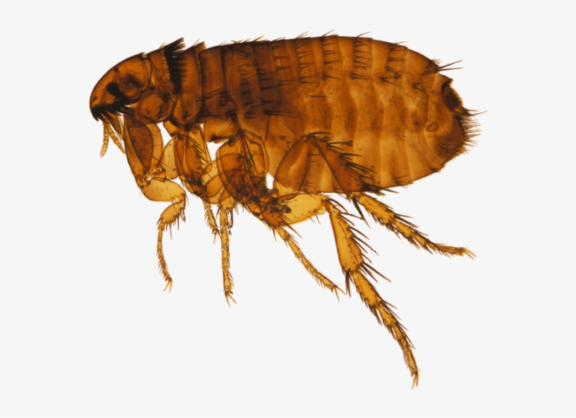 Flea Png, transparent png download