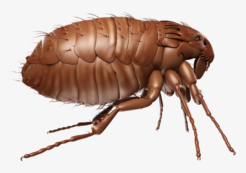 Flea Png Transparent - Flea Png, transparent png download