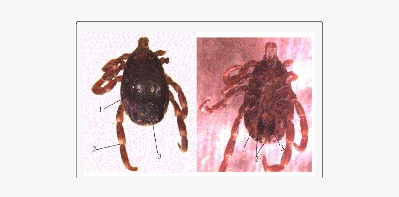Hyalomma Truncatum, transparent png download