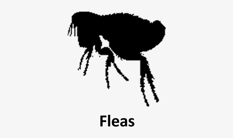 Indications - Fleas - Portable Network Graphics, transparent png download