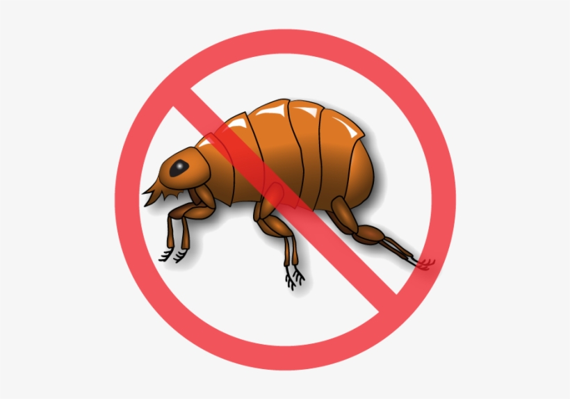 After Treating Every Pet In The House, It's Time To - Insect, transparent png download