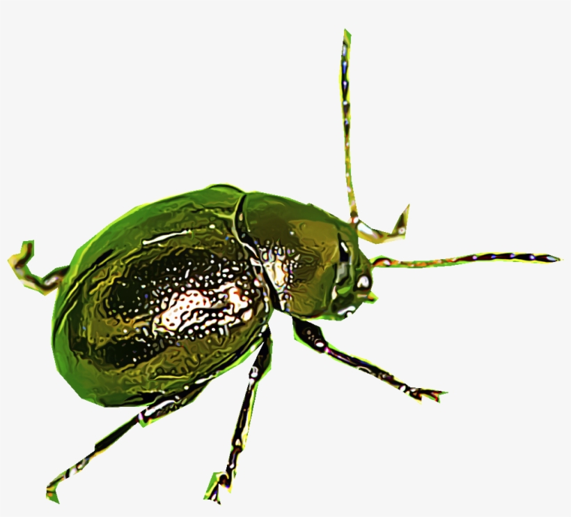 Flea Beetles - Flea Beetles Png, transparent png download