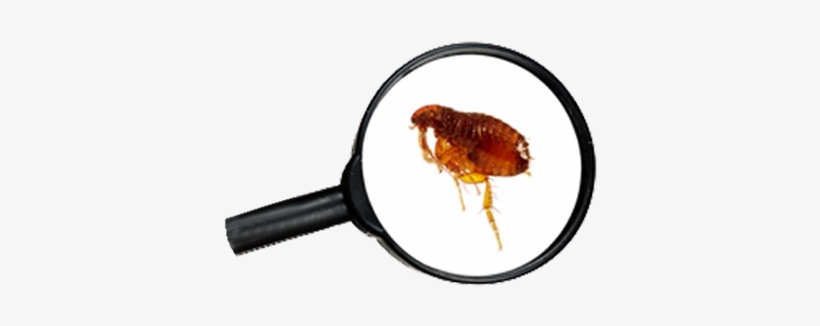 Why It's Important - Flea Under Magnifying Glass, transparent png download
