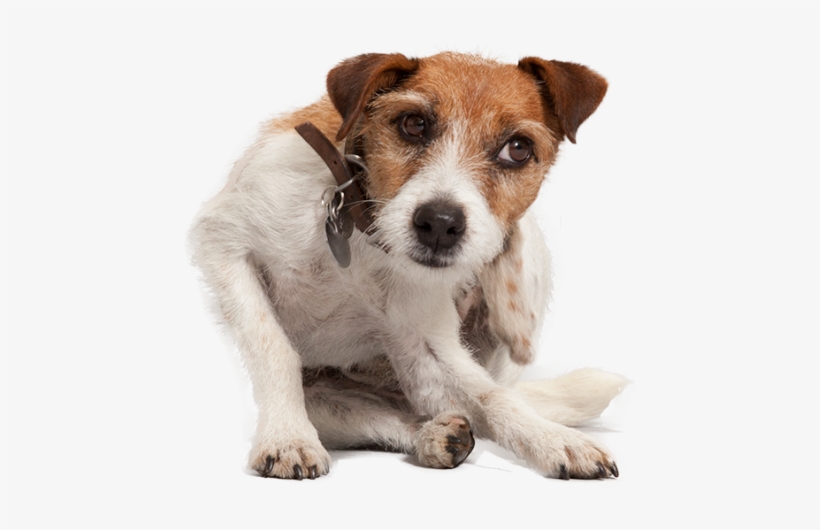Flea & Tick Control Easy Peasy With Bravecto - Dog Scratching Ear Transparent, transparent png download