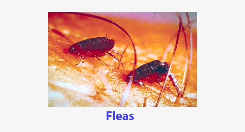 Fleas - Ticks Fleas, transparent png download