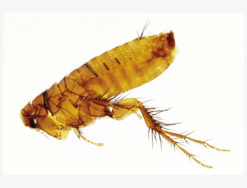 Flea Sprays To Kill Fleas - Flea, transparent png download