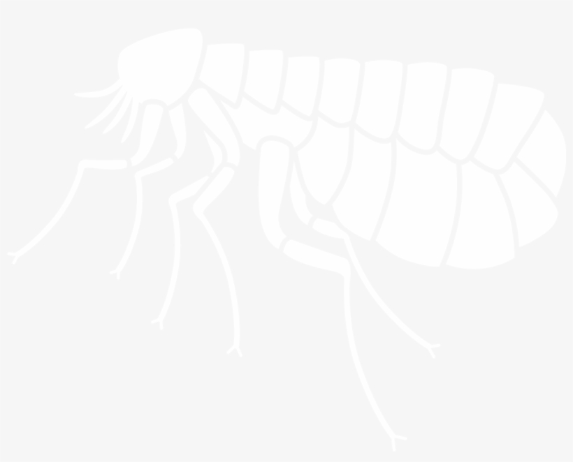 Flea - King's Lynn, transparent png download