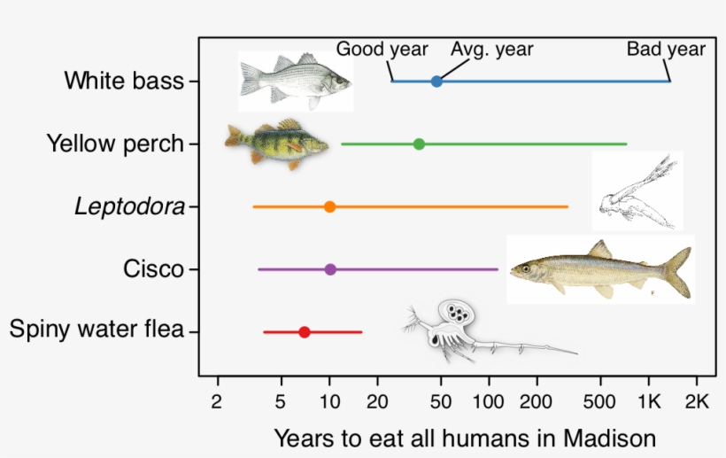 Small Invader, Big Appetite - Cisco Fish, transparent png download